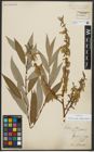 Foto von Salix alba subsp. vitellina (L.) Arcang.